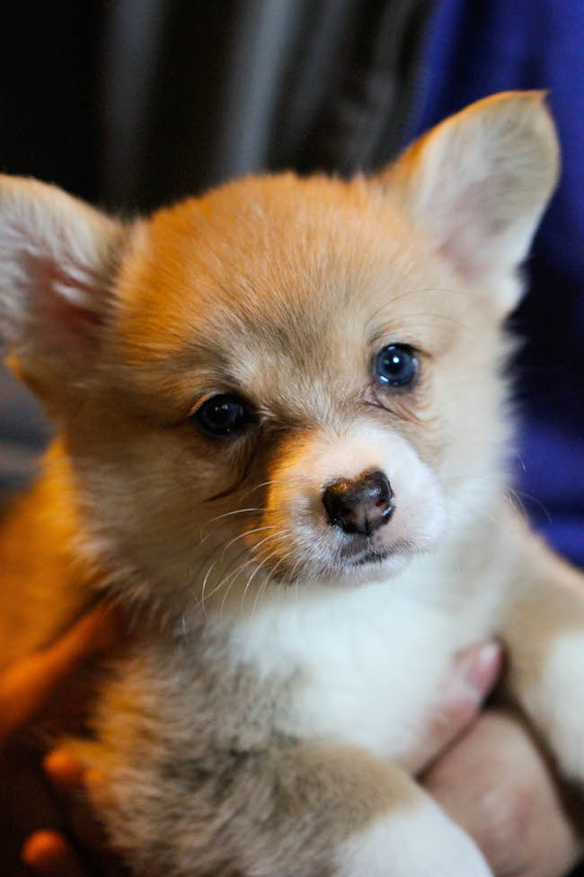 Blueberry Vanilla Muffins - These light and airy muffins are loaded with juicy blueberries and extra vanilla goodness!