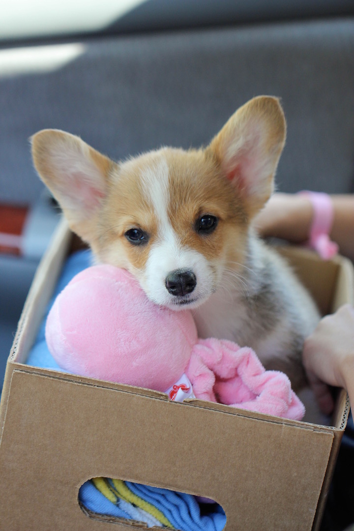One Pot Chili Mac and Cheese - Two favorite comfort foods come together in this easy, 30 min one-pot meal that the whole family will love!