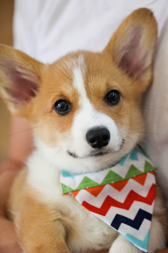 Sparkling Strawberry Lemonade - Wonderfully sweet, tangy, refreshing and bubbly. Plus, it's so easy and inexpensive to make right at home!
