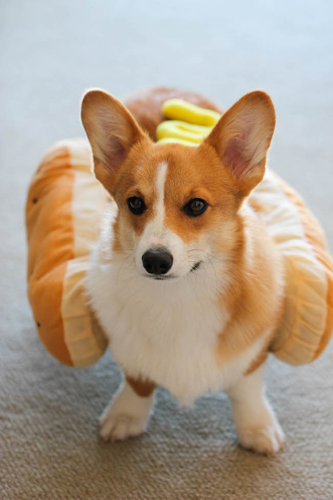 Parmesan Tortellini Bites - Crisp, crunchy, parmesan-loaded tortellini bites - so good, you won't be able to stop eating these!