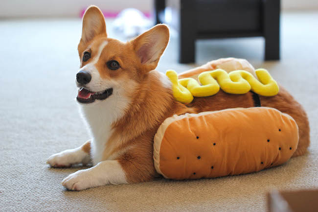 Parmesan Tortellini Bites - Crisp, crunchy, parmesan-loaded tortellini bites - so good, you won't be able to stop eating these!
