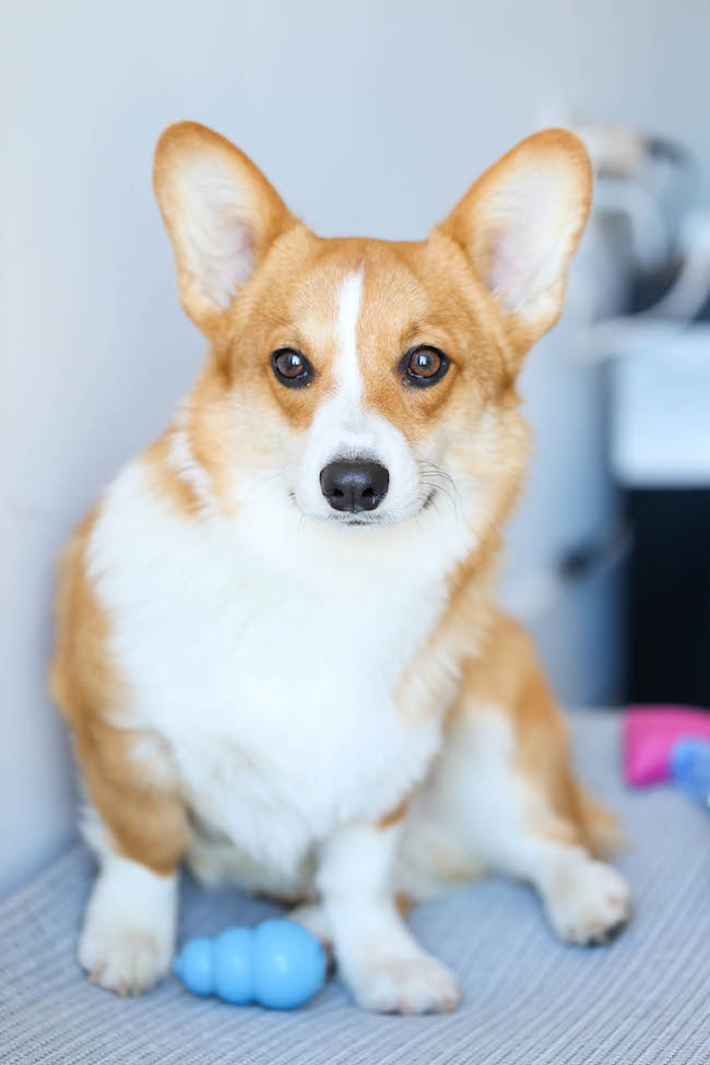 Ranch Cheddar Chicken - The quickest and easiest baked chicken with an amazingly creamy, cheesy Ranch topping!
