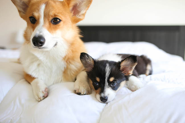 Spinach and Artichoke Dip French Bread - The classic spinach and artichoke dip is upgraded into the cheesiest, crustiest French bread ever!