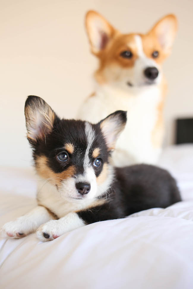 Spinach and Artichoke Dip French Bread - The classic spinach and artichoke dip is upgraded into the cheesiest, crustiest French bread ever!
