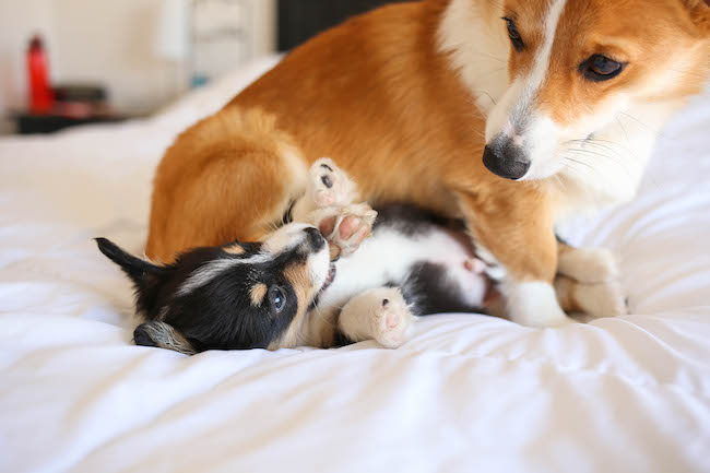Spinach and Artichoke Dip French Bread - The classic spinach and artichoke dip is upgraded into the cheesiest, crustiest French bread ever!