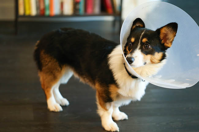 Shrimp and Zucchini Noodles - Low-carb, quick, healthy and super easy. Made in less than 20 minutes! What more could you ask for?