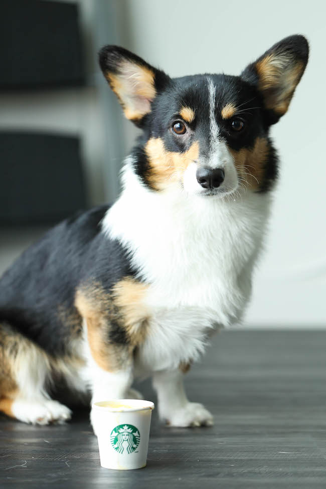 Healthy Pumpkin Puppuccinos - These pup-friendly drinks can be made in just 5 min with 5 ingredients that you already have on hand. So easy AND nutritious!