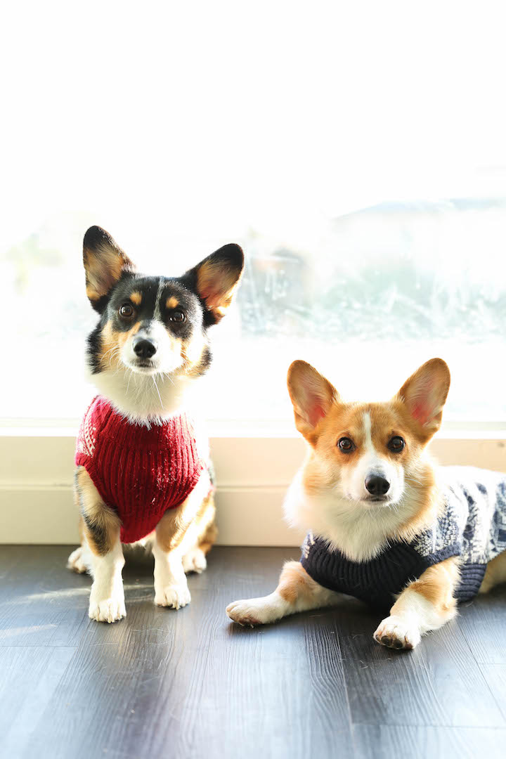 Peanut Butter Banana Dog Treats - All you need is 4 ingredients for these hypoallergenic treats! And the coconut oil makes these so HEALTHY for your pup!