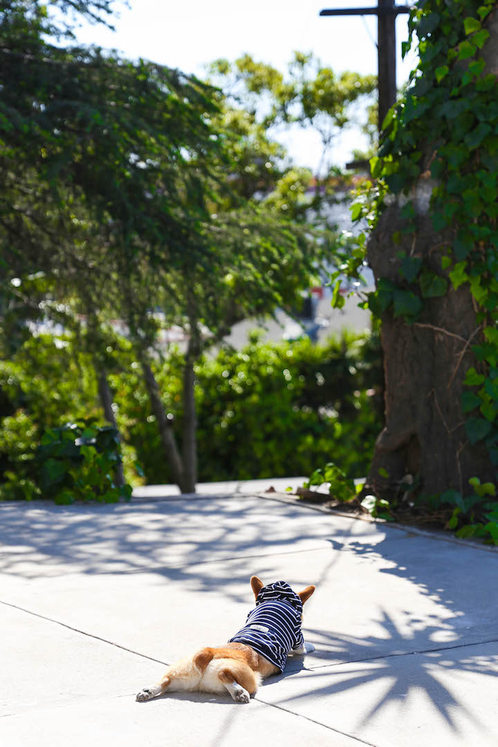 One Pan Lemon Chicken with Butternut Squash and Brussels Sprouts - An easy peasy one pan meal! And the chicken breasts come out so tender and flavorful!